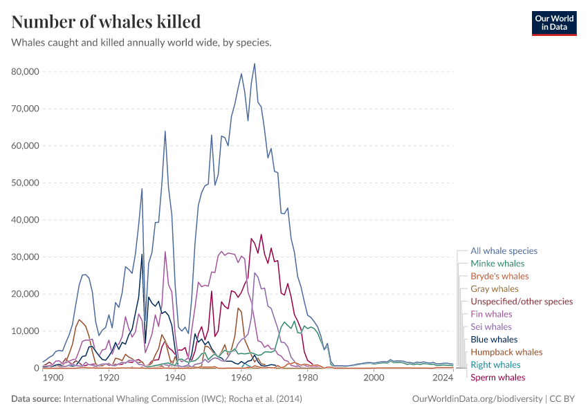 Number of whales killed